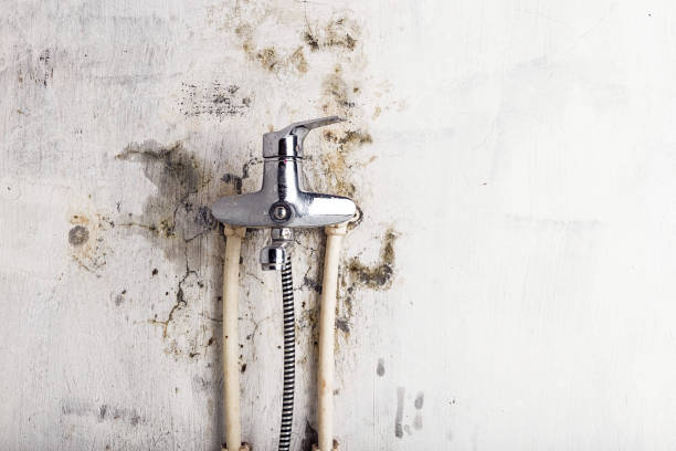 Office Mold Removal Services in Boonsboro, MD