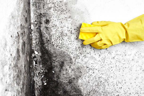 Best Mold Cleaning Services  in Boonsboro, MD