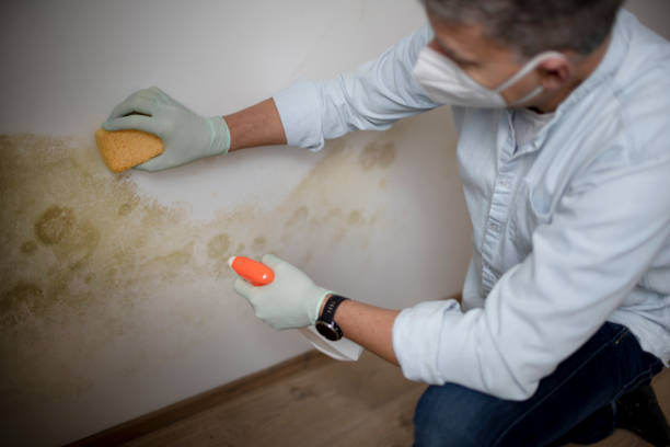 Best Toxic Mold Removal  in Boonsboro, MD