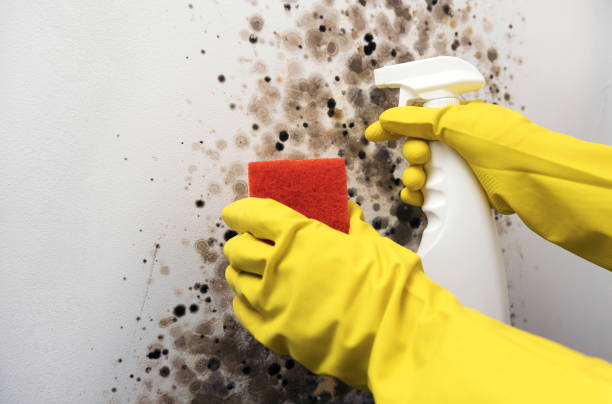 Best Mold Removal and Inspection  in Boonsboro, MD