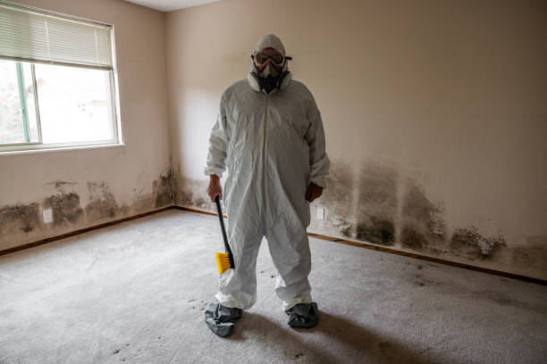 Best Attic Mold Removal  in Boonsboro, MD