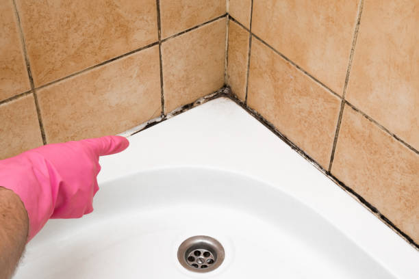 Mold Removal and Inspection in Boonsboro, MD